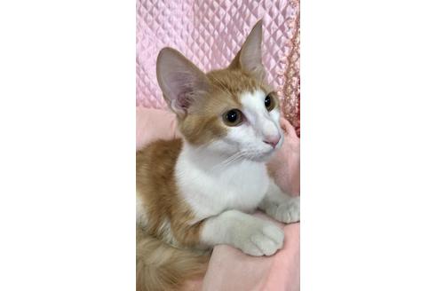 成約済の大阪府のノルウェージャンフォレストキャット-8476の3枚目