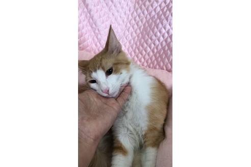 成約済の大阪府のノルウェージャンフォレストキャット-8476の2枚目