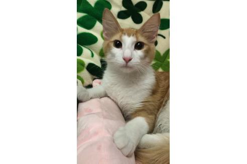 成約済の大阪府のノルウェージャンフォレストキャット-8476の1枚目