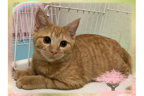 成約済の埼玉県のスコティッシュフォールド-8515の1枚目