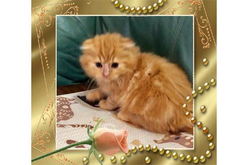 成約済の大阪府のスコティッシュフォールド-8480の5枚目