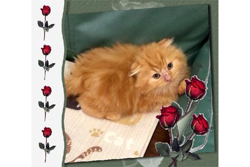 成約済の大阪府のスコティッシュフォールド-8480の4枚目