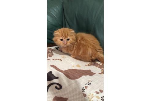 成約済の大阪府のスコティッシュフォールド-8480の3枚目