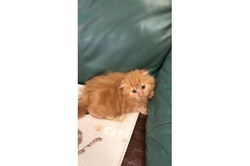 成約済の大阪府のスコティッシュフォールド-8480の2枚目