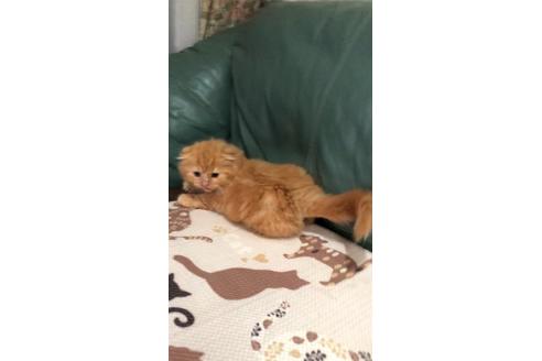 成約済の大阪府のスコティッシュフォールド-8480の1枚目