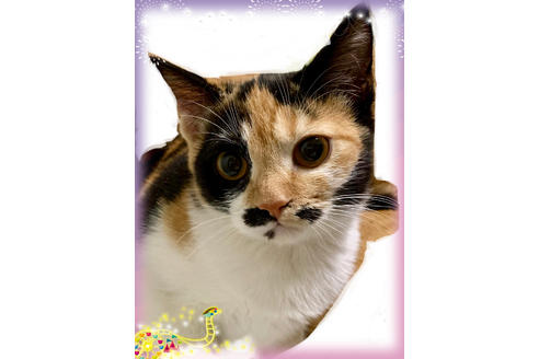 成約済の埼玉県のスコティッシュフォールド-8516の1枚目