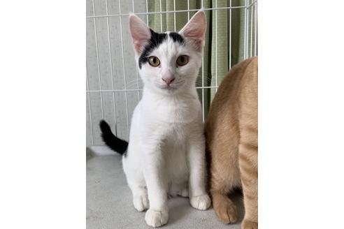 成約済の埼玉県のスコティッシュフォールド-8517の1枚目