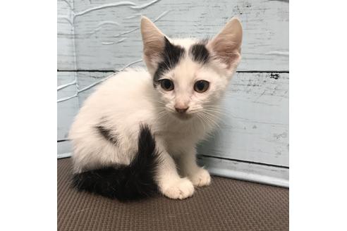 成約済の埼玉県のスコティッシュフォールド-8517の2枚目