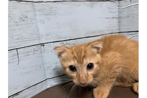 成約済の埼玉県のスコティッシュフォールド-8518の1枚目