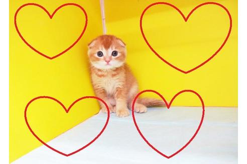 成約済の東京都のスコティッシュフォールド-8519の2枚目