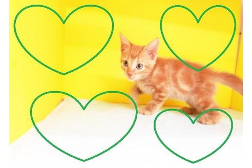 成約済の東京都のアメリカンショートヘア-8520の2枚目