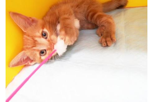 成約済の東京都のアメリカンショートヘア-8520の1枚目