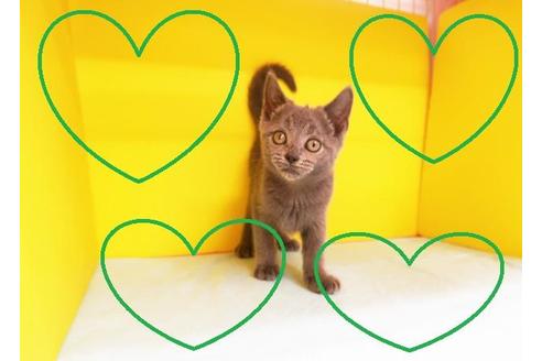 成約済の東京都のブリティッシュショートヘア-8522の2枚目