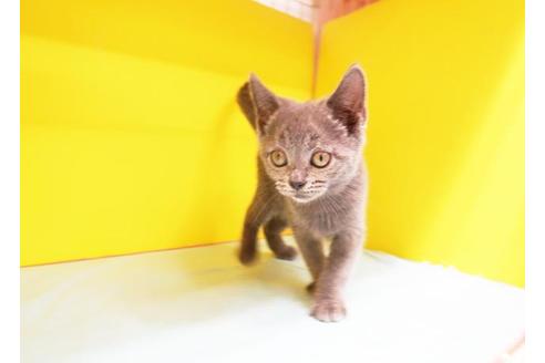 成約済の東京都のブリティッシュショートヘア-8522の1枚目
