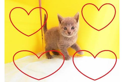 成約済の東京都のブリティッシュショートヘア-8523の2枚目