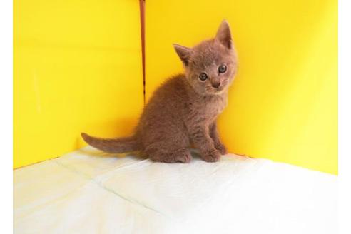 成約済の東京都のブリティッシュショートヘア-8523の1枚目