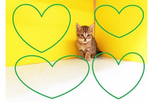 成約済の東京都のスコティッシュフォールド-8524の2枚目