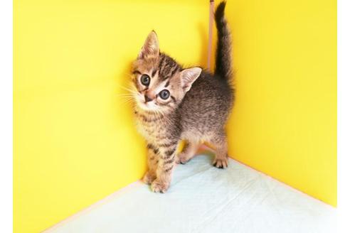 成約済の東京都のスコティッシュフォールド-8524の1枚目