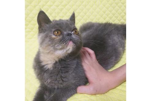 成約済の愛知県のエキゾチックショートヘア-8416の6枚目