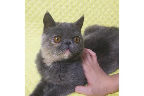 成約済の愛知県のエキゾチックショートヘア-8416の5枚目