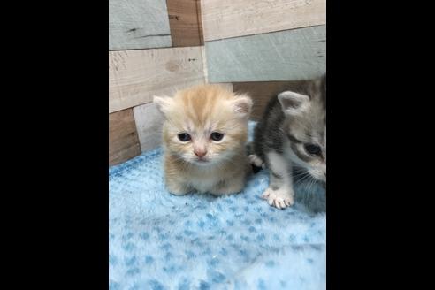 成約済の群馬県のミヌエット-8525の8枚目