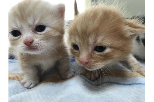 成約済の群馬県のミヌエット-8525の7枚目