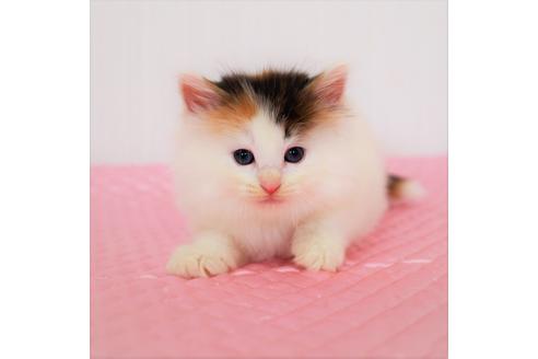 成約済の福岡県のノルウェージャンフォレストキャット-8529