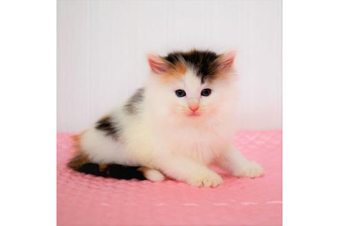 成約済の福岡県のノルウェージャンフォレストキャット-8529の5枚目