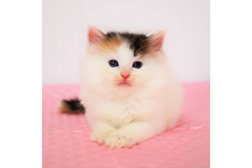 成約済の福岡県のノルウェージャンフォレストキャット-8529の4枚目