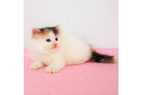 成約済の福岡県のノルウェージャンフォレストキャット-8529の3枚目