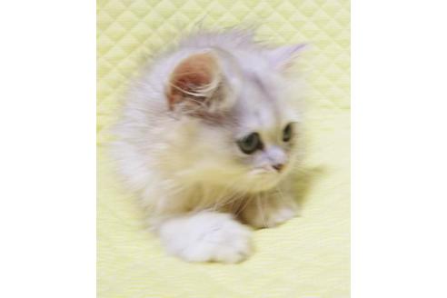 成約済の愛知県のペルシャ(チンチラ)-8555の6枚目