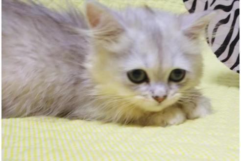 成約済の愛知県のペルシャ(チンチラ)-8555の4枚目