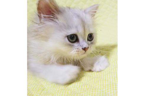成約済の愛知県のペルシャ(チンチラ)-8555の3枚目