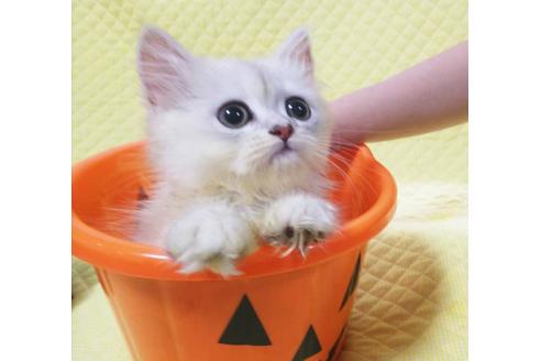 成約済の愛知県のペルシャ(チンチラ)-8555の1枚目