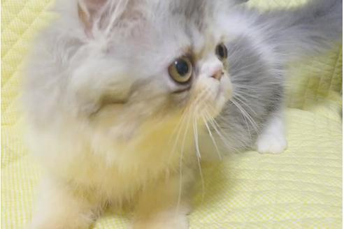 成約済の愛知県のエキゾチックショートヘア-8556の6枚目