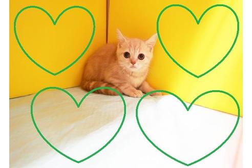 成約済の東京都のブリティッシュショートヘア-8405の2枚目