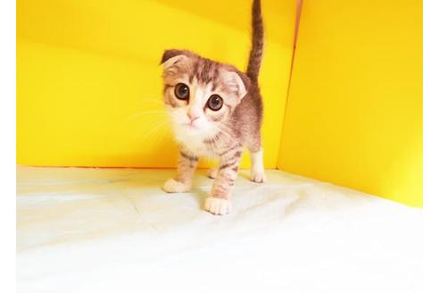 成約済の東京都のスコティッシュフォールド-8562の1枚目