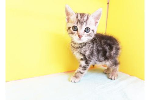 成約済の東京都のアメリカンショートヘア-8563の1枚目