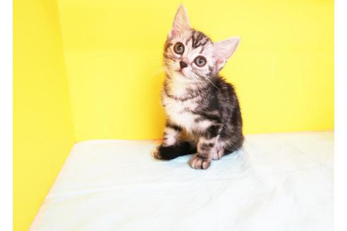 成約済の東京都のアメリカンショートヘア-8564の1枚目