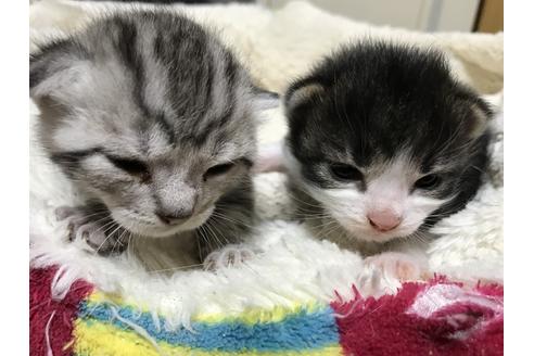 成約済の群馬県のその他の猫種-8569の12枚目