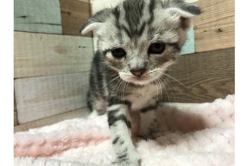 成約済の群馬県のその他の猫種-8570の11枚目