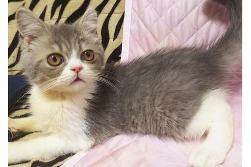 成約済の愛知県のエキゾチックショートヘア-8554の4枚目