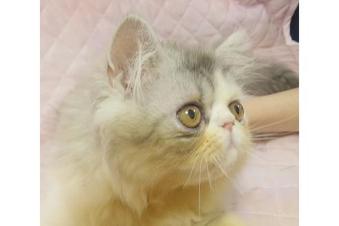 成約済の愛知県のエキゾチックショートヘア-8556の5枚目