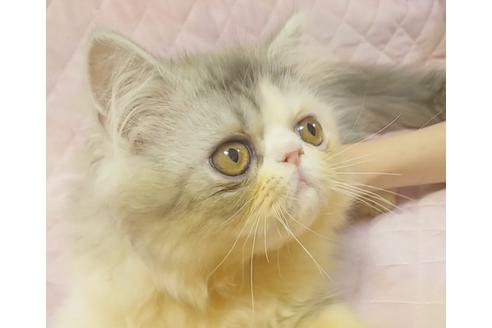 成約済の愛知県のエキゾチックショートヘア-8556の4枚目