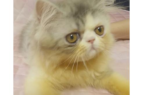 成約済の愛知県のエキゾチックショートヘア-8556の3枚目