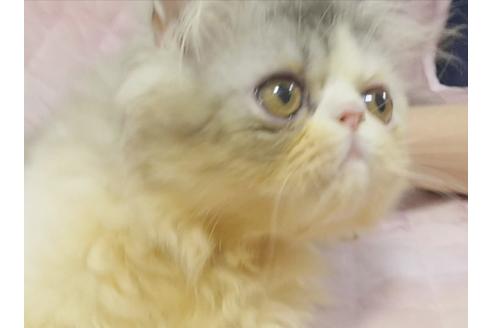 成約済の愛知県のエキゾチックショートヘア-8556の1枚目