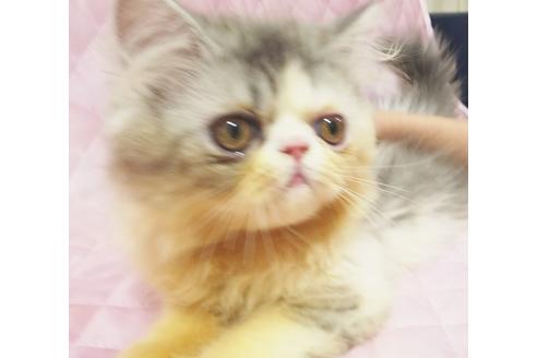 成約済の愛知県のエキゾチックショートヘア-8556の2枚目