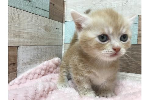 成約済の群馬県のミヌエット-8525の6枚目