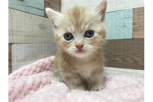 成約済の群馬県のミヌエット-8525の5枚目