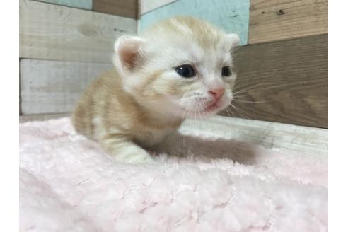 成約済の群馬県のマンチカン-8601の8枚目